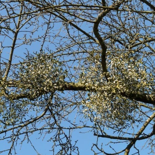 Sandalwood: Pure Essential Oil OR. %3 Dilution in Golden Jojoba